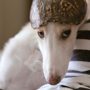 Meet your Posher, Becky